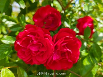 月季红木香爆花机器，花艳丽花量大花期长